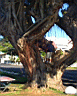 some tree climbing