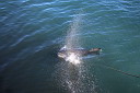 img_04048.jpg