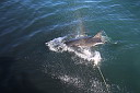 img_04050.jpg