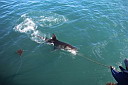 img_04140.jpg