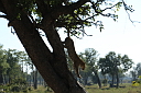 img_14953.jpg