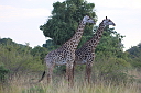timg_13031.jpg