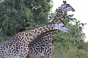 timg_13036.jpg