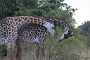 timg_13039.jpg