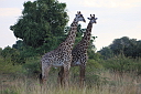 timg_13047.jpg