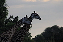 timg_13052.jpg
