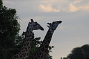 timg_13053.jpg