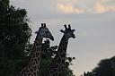 timg_13055.jpg