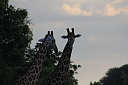 timg_13057.jpg