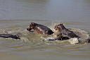 timg_13706.jpg