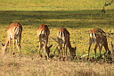 timg_15030.jpg