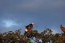 timg_15291.jpg