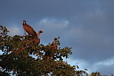 timg_15295.jpg