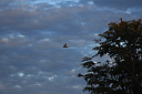 timg_15349.jpg