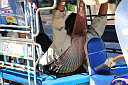 3-img_0665.jpg
