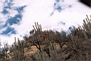 balsas042.jpg