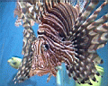 Lionfish