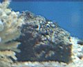 deadly Stonefish