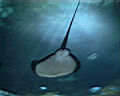 ray