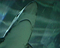 shark