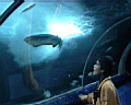 shark