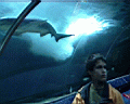 shark