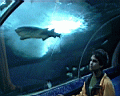 shark