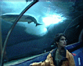 shark
