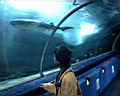 shark