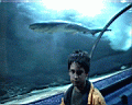 another shark