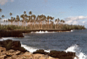 the coast near Taga Blowholes, Savai'i