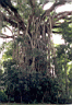 Banyan tree