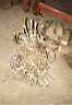 kava roots