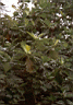 breadfruit tree